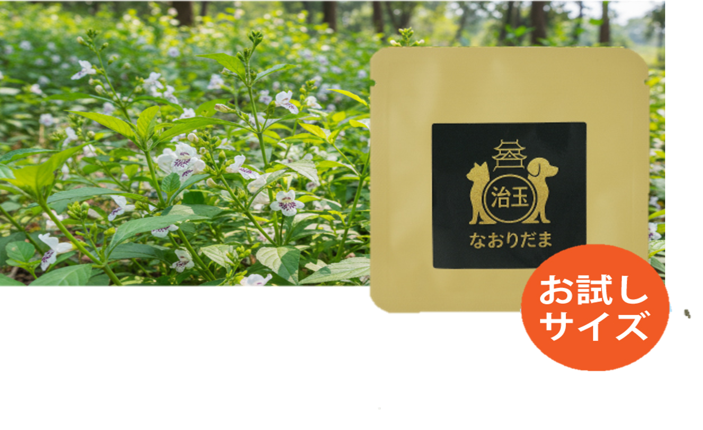 お試しパック（1回のみ）